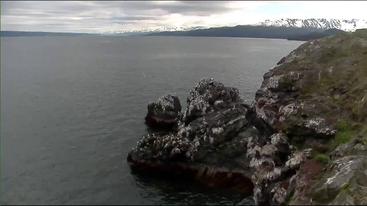 Cliff-Nesting Seabirds of Gull Island