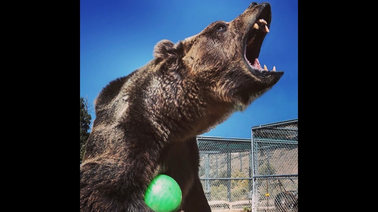 EXTREME EXOTIC ANIMAL ACTION FILM/TV WORK