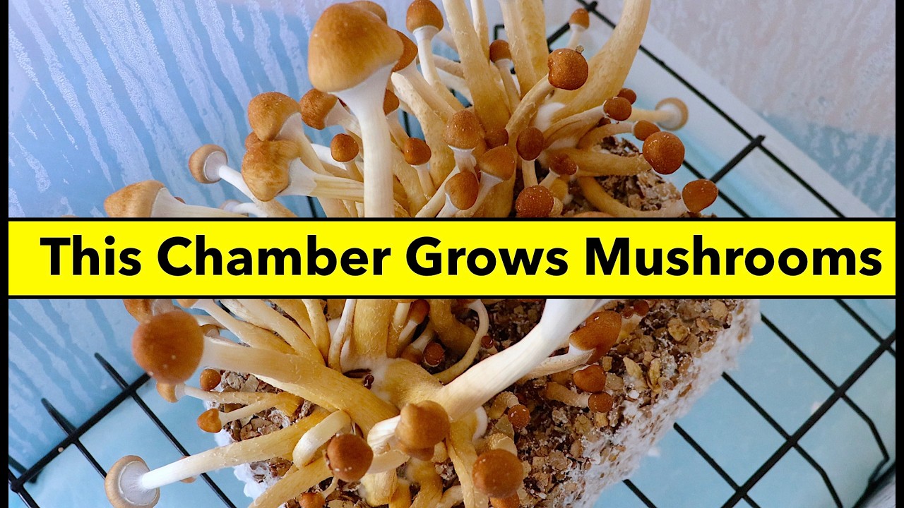 Fruiting Mushrooms is Easy with this Simple and Cheap Fruiting Chamber | Easy Mushroom Growing