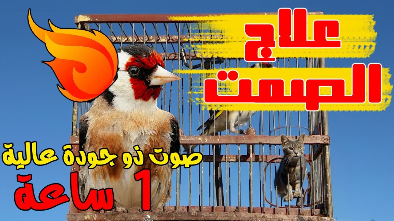 اروع بتبتة مقنين ستجعل حسونك يغرد من دون انقطاع Saka kuşu ısıtmak için ses