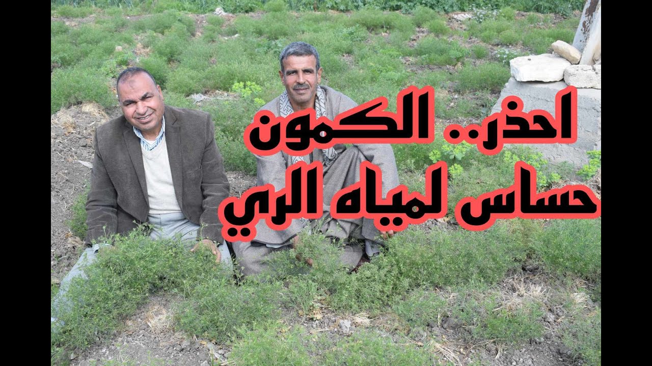 زراعة الكمون.. تحذير لمُزارع الكمون حتى لا يخسر محصوله