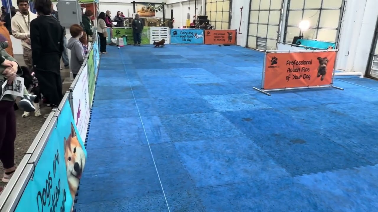 Ari Song - Having Fun at the Pets Show 2026-3-7