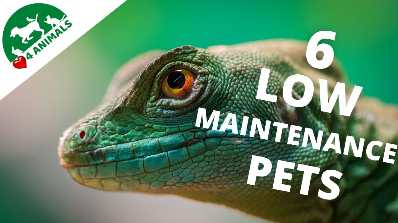6 Low Maintenance Pets for People On The Go