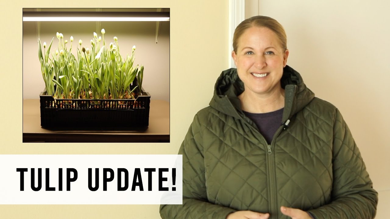Tulip Update!  Hydroponic, Soil Forced & In Ground : Cut Flower Farm Sunshine and Flora