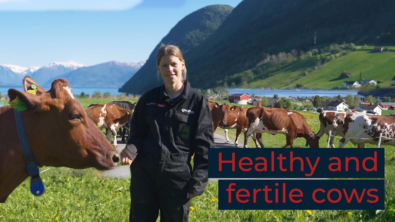 Norwegian Red – Healthy and Fertile Cows Since the 70s