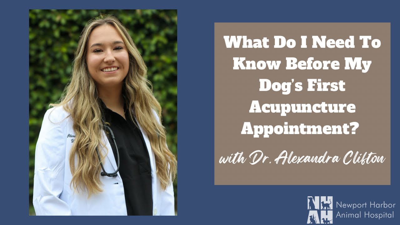 What Do I Need To Know Before My Dog’s First Acupuncture Appointment?