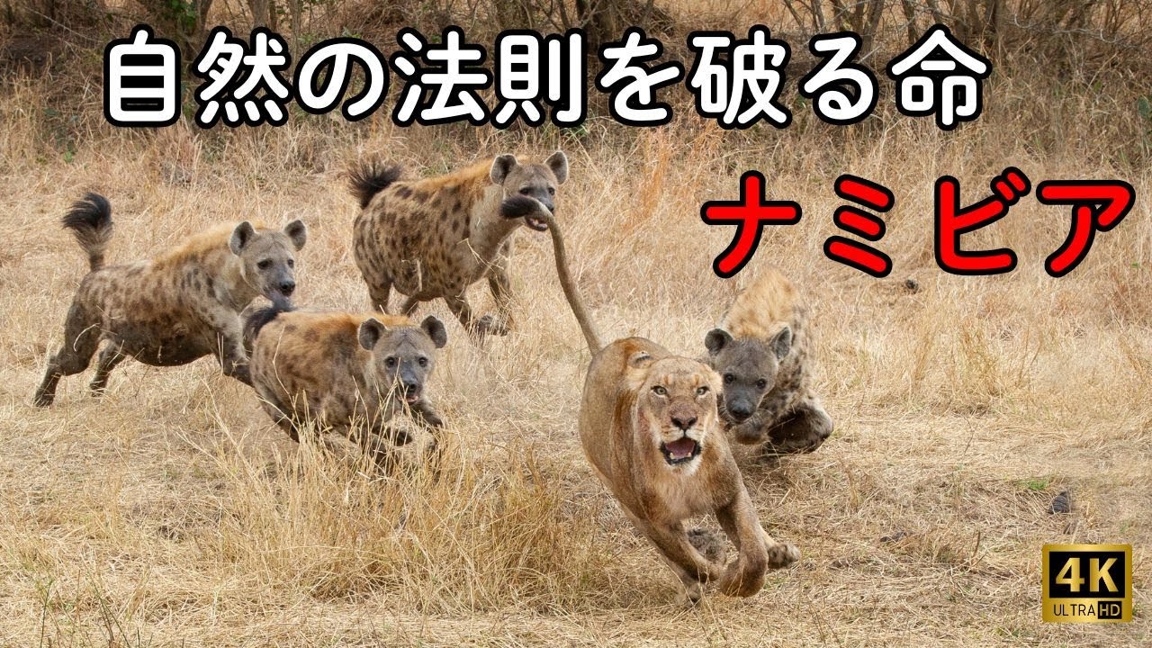 ナミビアの野生 | アフリカで最も過酷な砂漠での生存