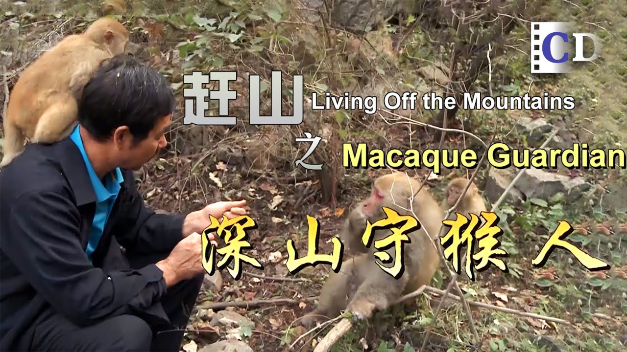 Living with Wild Monkeys Deep in the Mountains | China Documentary