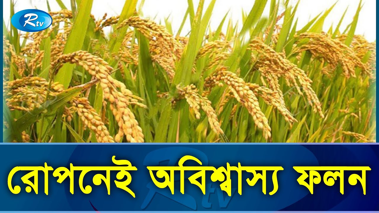 একবার রোপন কর‌লে ধান হ‌বে ৫ বার | Rtv Exclusive News