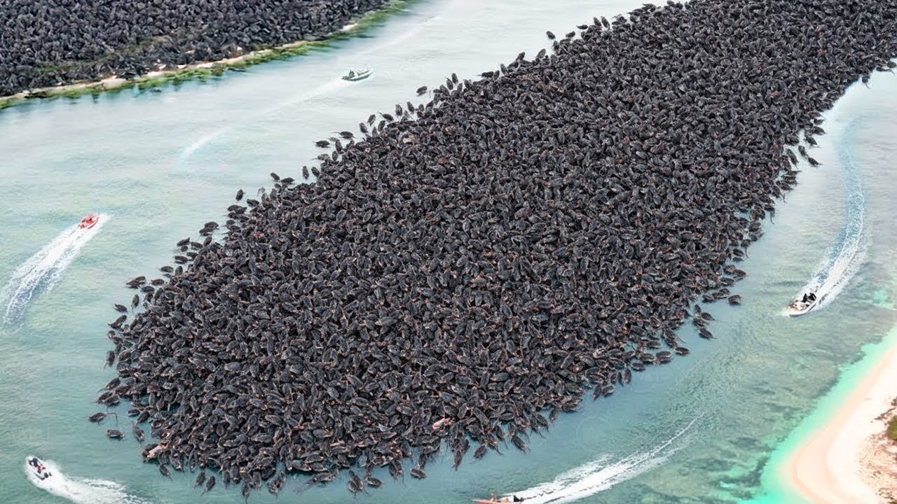 Australia Puso Ratas en la Pequeña Isla con Pingüinos, Lo Que Hicieron Sorprendió al Mundo