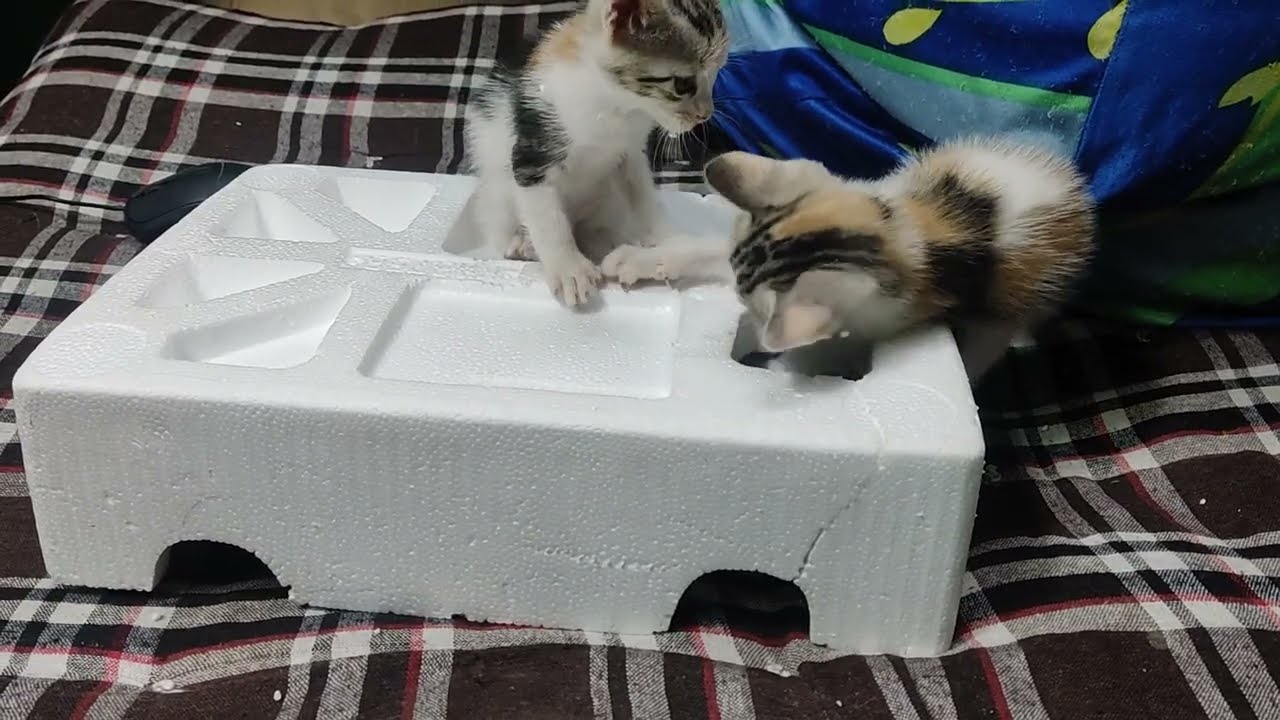 Cute kittens 