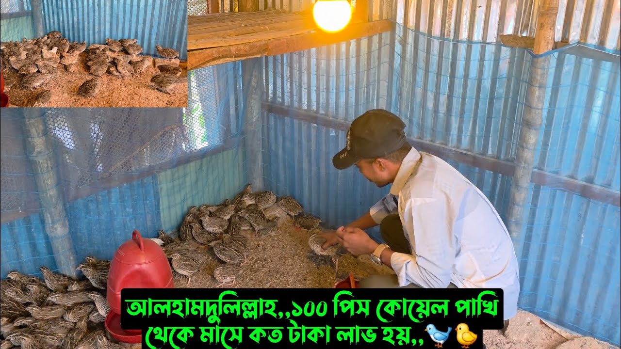 আলহামদুলিল্লাহ,,১০০ পিস কোয়েল পাখি থেকে মাসে কত টাকা লাভ হয়,,🐦🐤