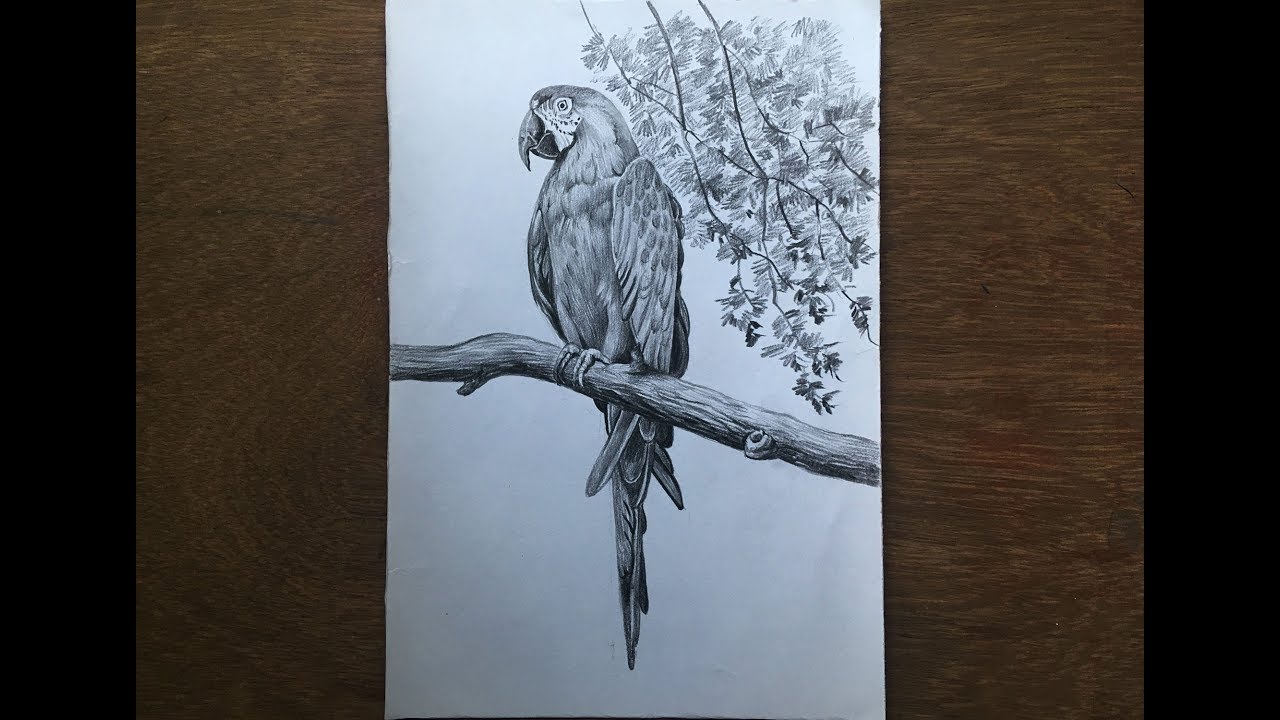 Macaw drawing in pencil | realistic macaw drawing | bird pencil sketch