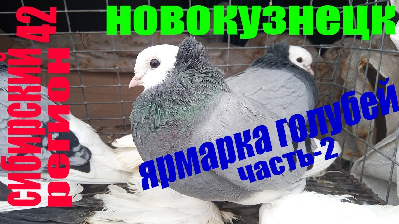 ЯРМАРКА ГОЛУБЕЙ НОВОКУЗНЕЦК (часть-2) март 2022г.