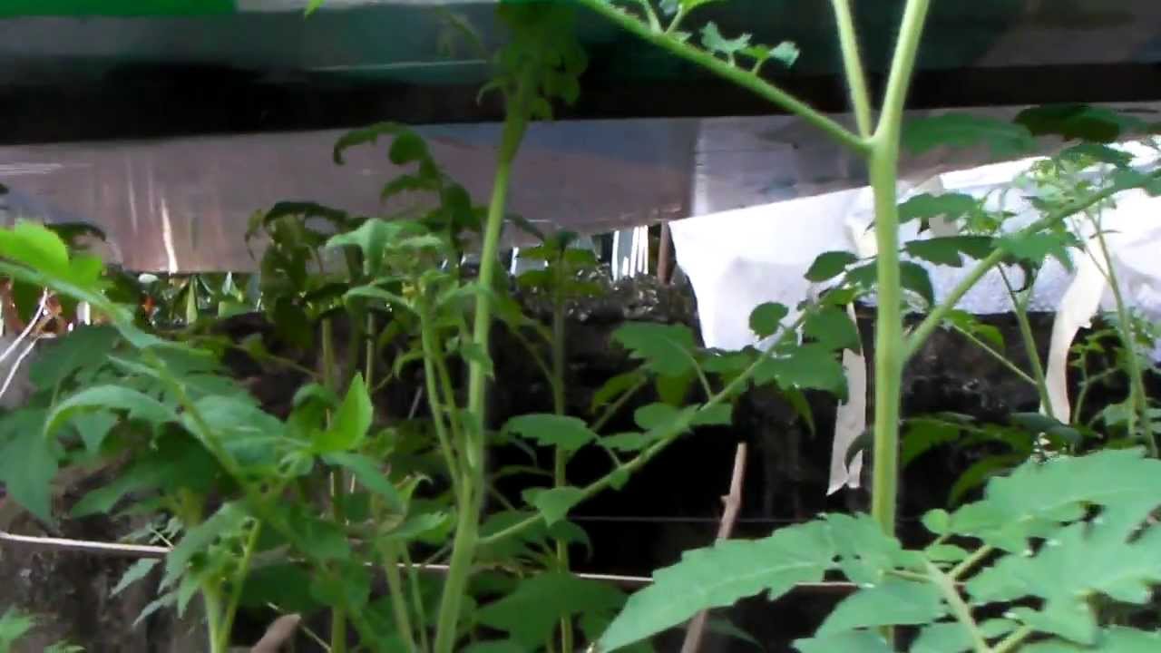 CDO Aquaponics: 8 weeks old plants