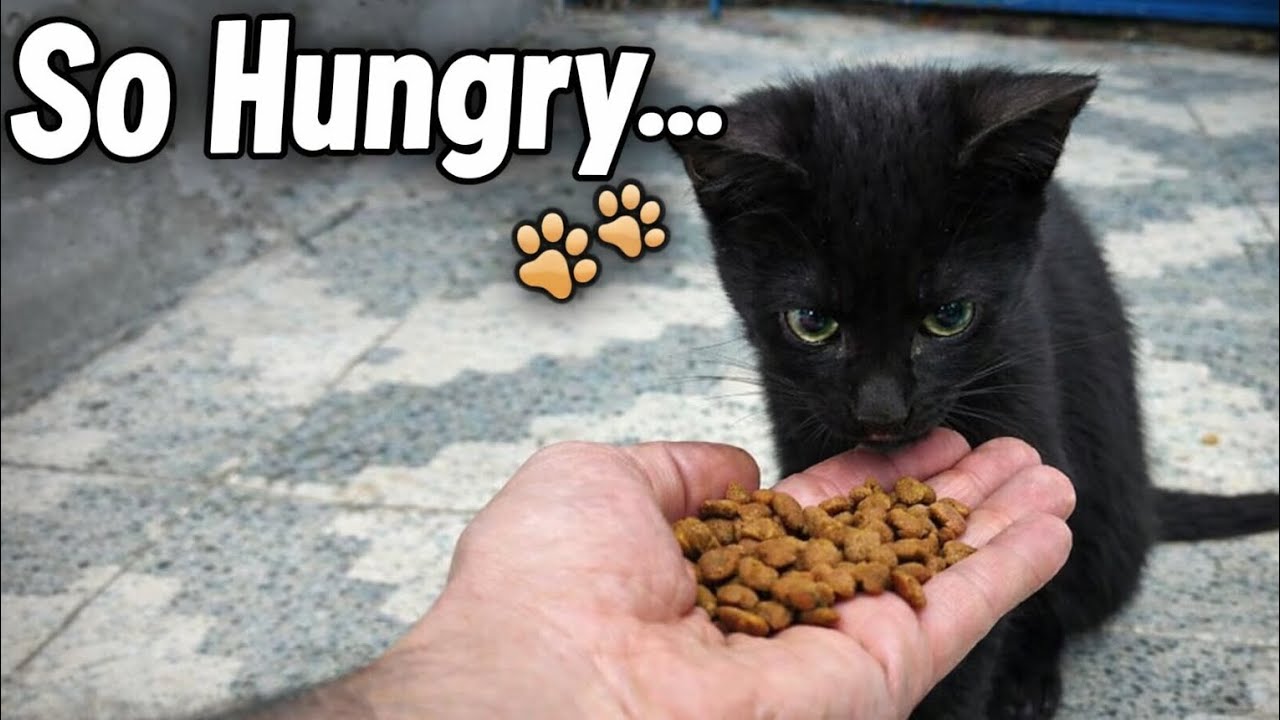 “He Was So Hungry… I Fed Him With My Hands 🐾🖤”