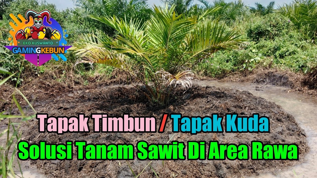 Solusi Menanam Sawit Di Rawa