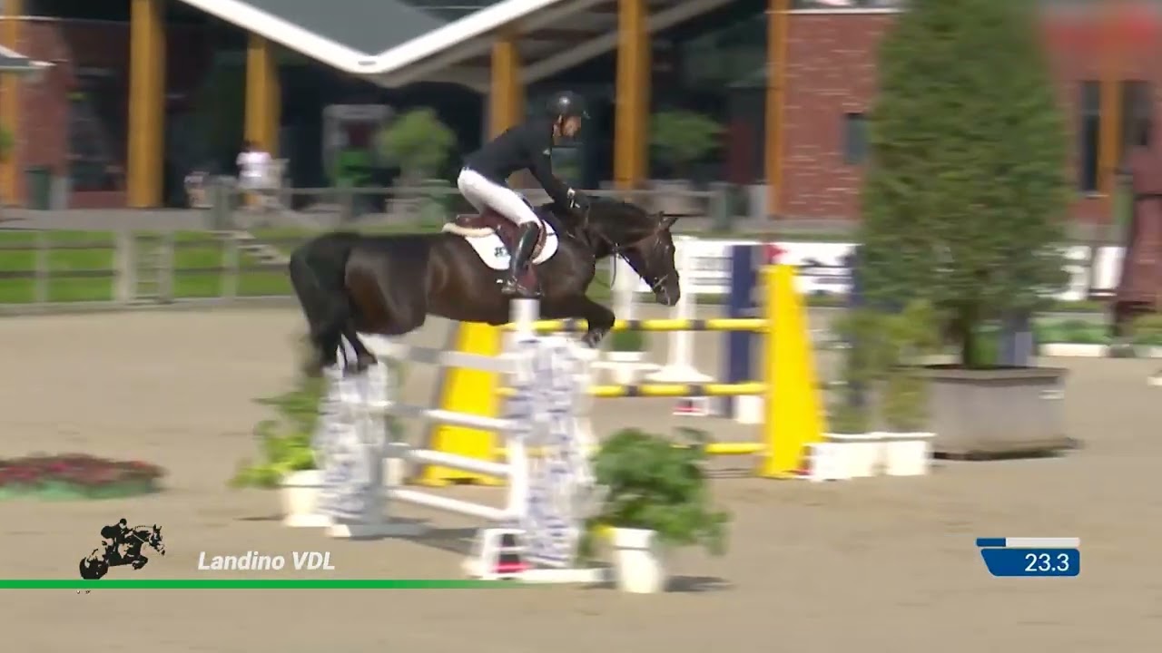 Landino VDL (Stakkato Gold x Clinton)