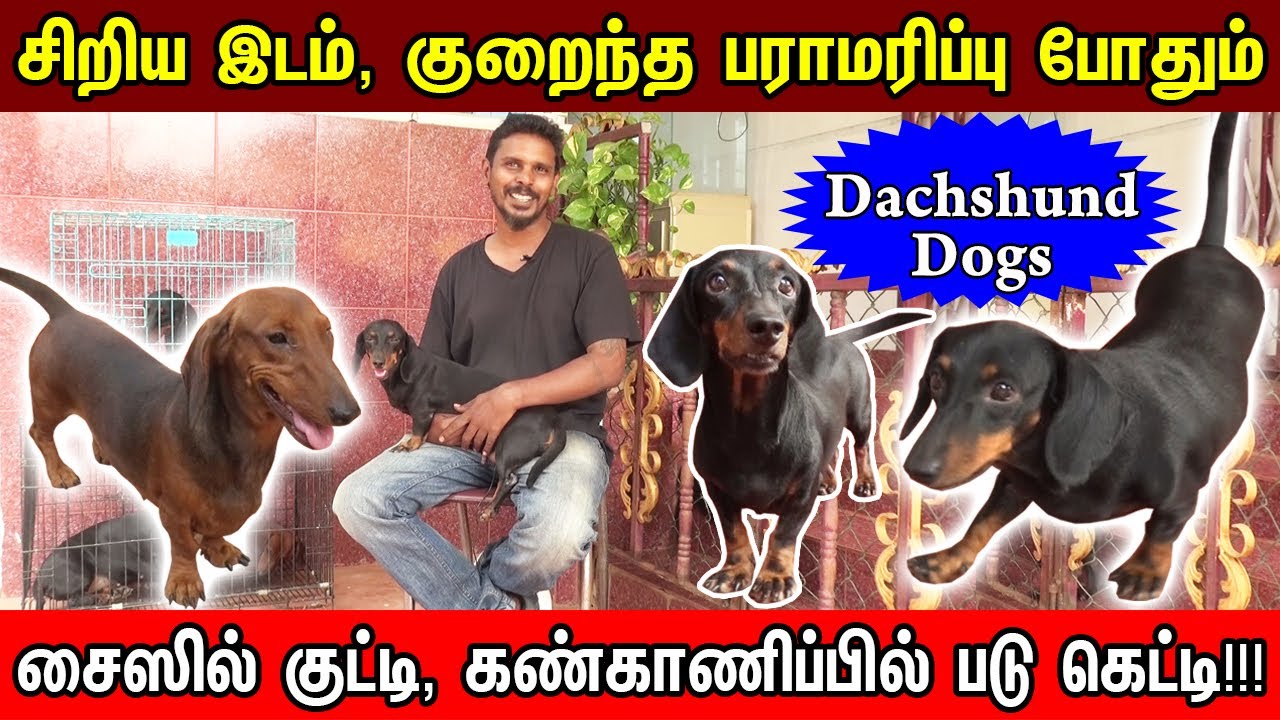 சிறிய இடம் குறைந்த பராமரிபே போதும் | Dachshund Dogs