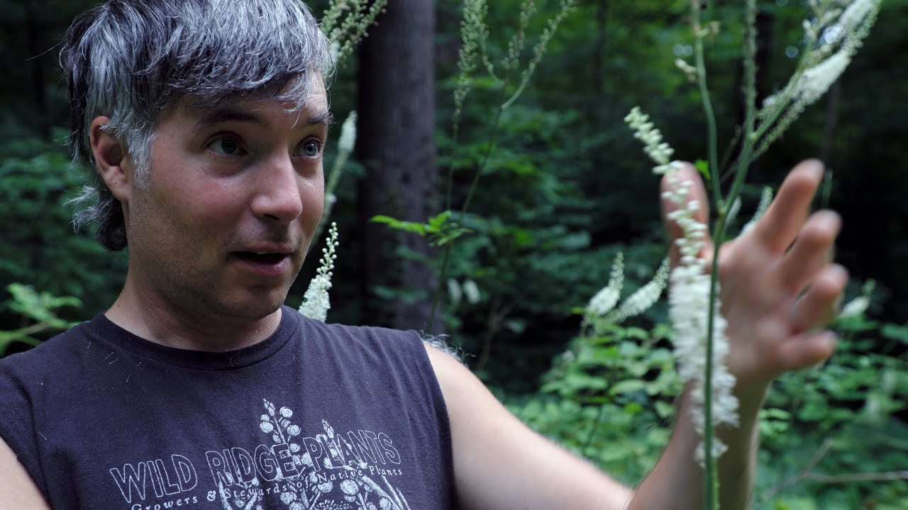 Black Cohosh: old growth herb?
