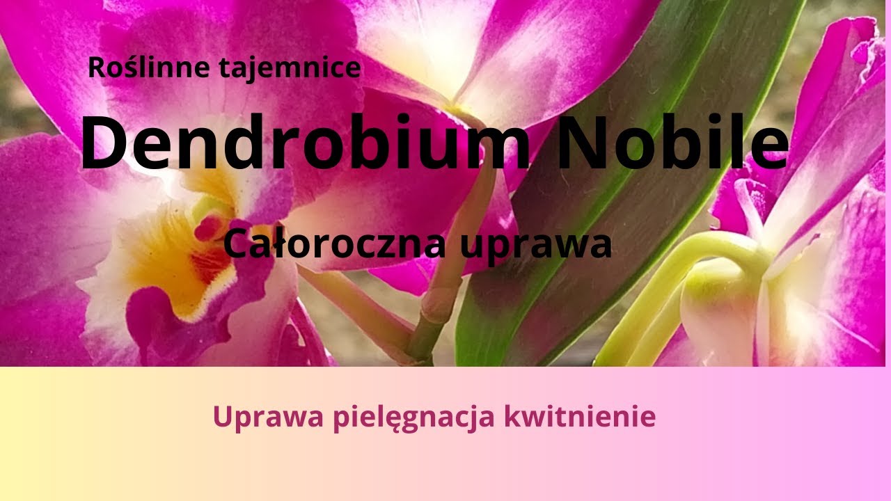 Jak uprawić Dendrobium Nobile?jak indukować kwitnienie u Dendrobium Nobile?Jak przesadzać dendrobium