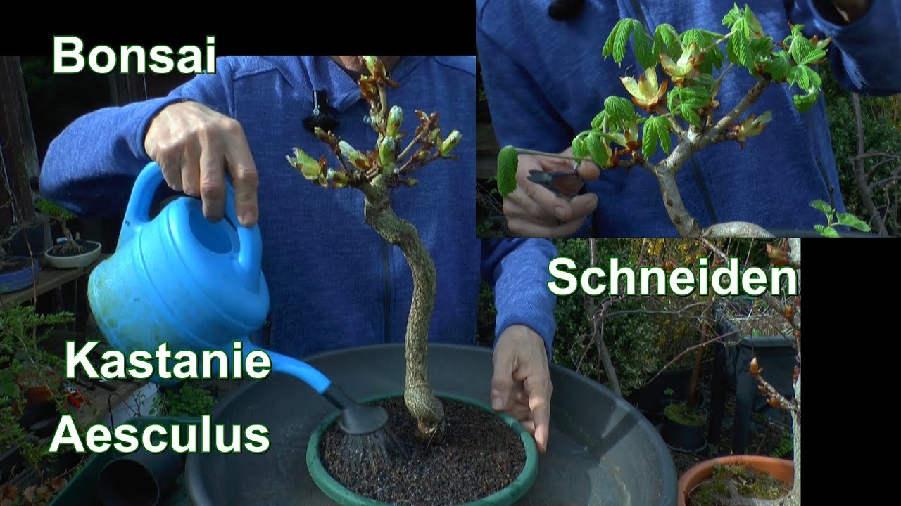 Kastanien Bonsai Spezial Schneiden und Einpflanzen Gestaltung der Wurzeln und Baumkrone