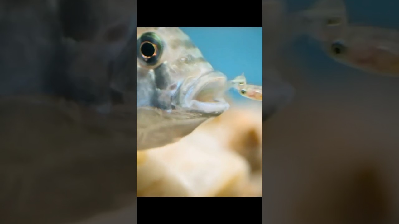 Cichlid Mouthbrooders: Nature&rsquo;s Devoted Parents #youtubeshorts #mouthbrooder #cichlid #marinelife