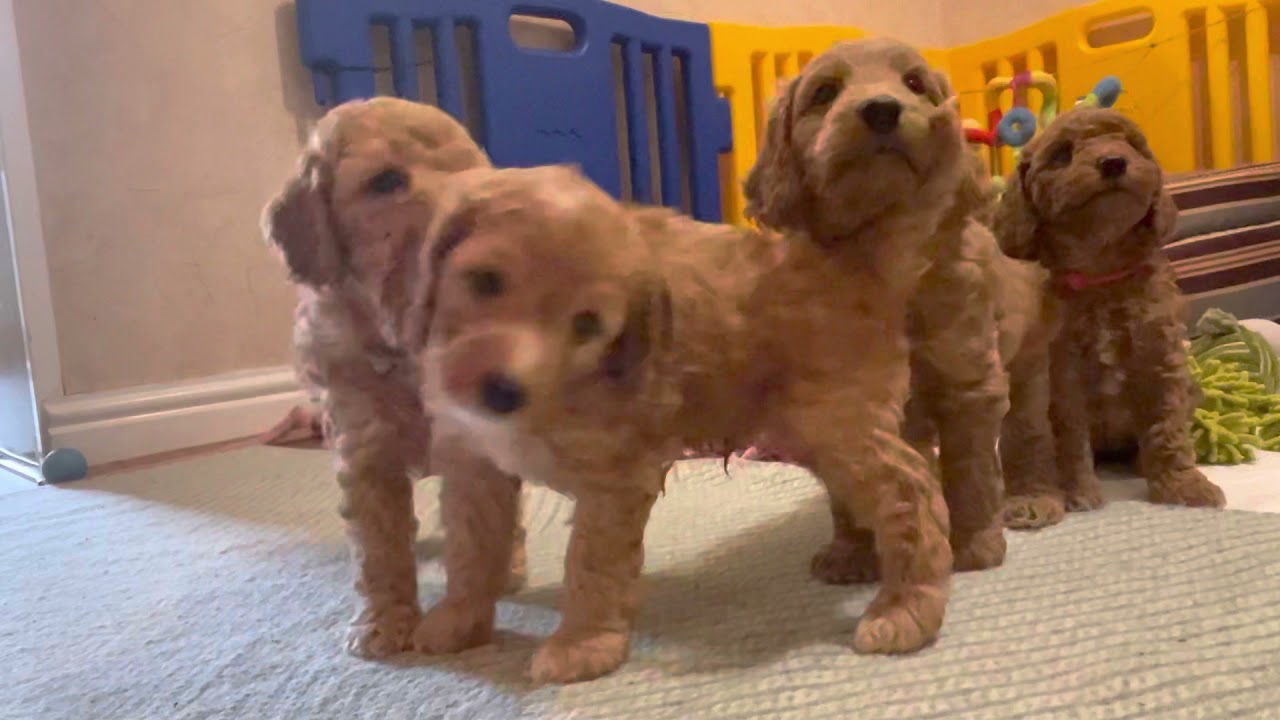 Cockapoo puppies playing