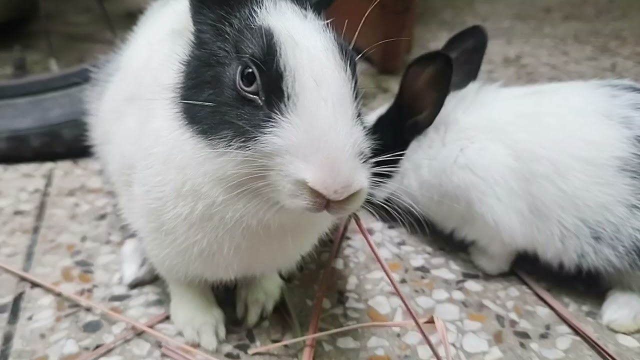 Little cute bunnies routine#viralvideos #millionviews #bunny care