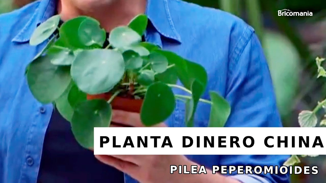 Pilea peperomioides o planta del dinero china 👩‍🌾 Características y cuidados 🌱 Bricomanía