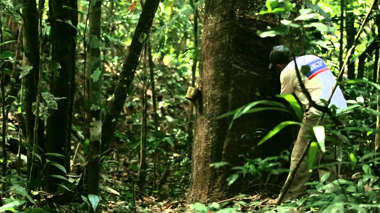 Documental Purús Manu: Latidos de la selva
