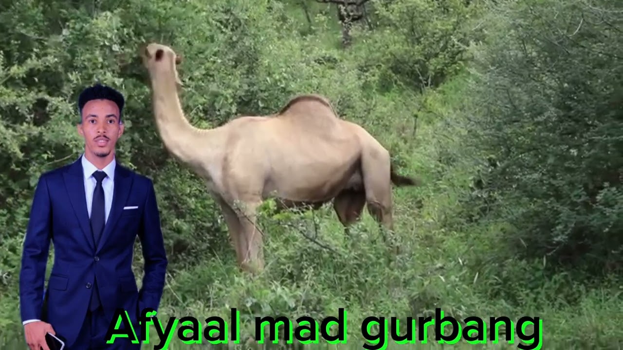 Abwan mad gurbang o Goboy wadani #golol wal dhikètheeyi lkn gebèshè mègalaasè ay gorèthè walaa igubi