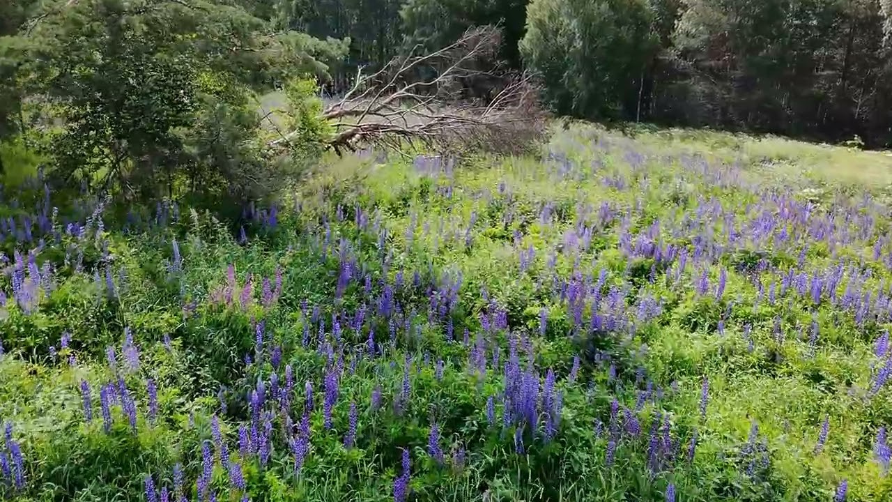 Люпиновая полянка. Воспоминания о лете #лесной #forest #drone #nature #природа #fpv #Dji Neo#summer