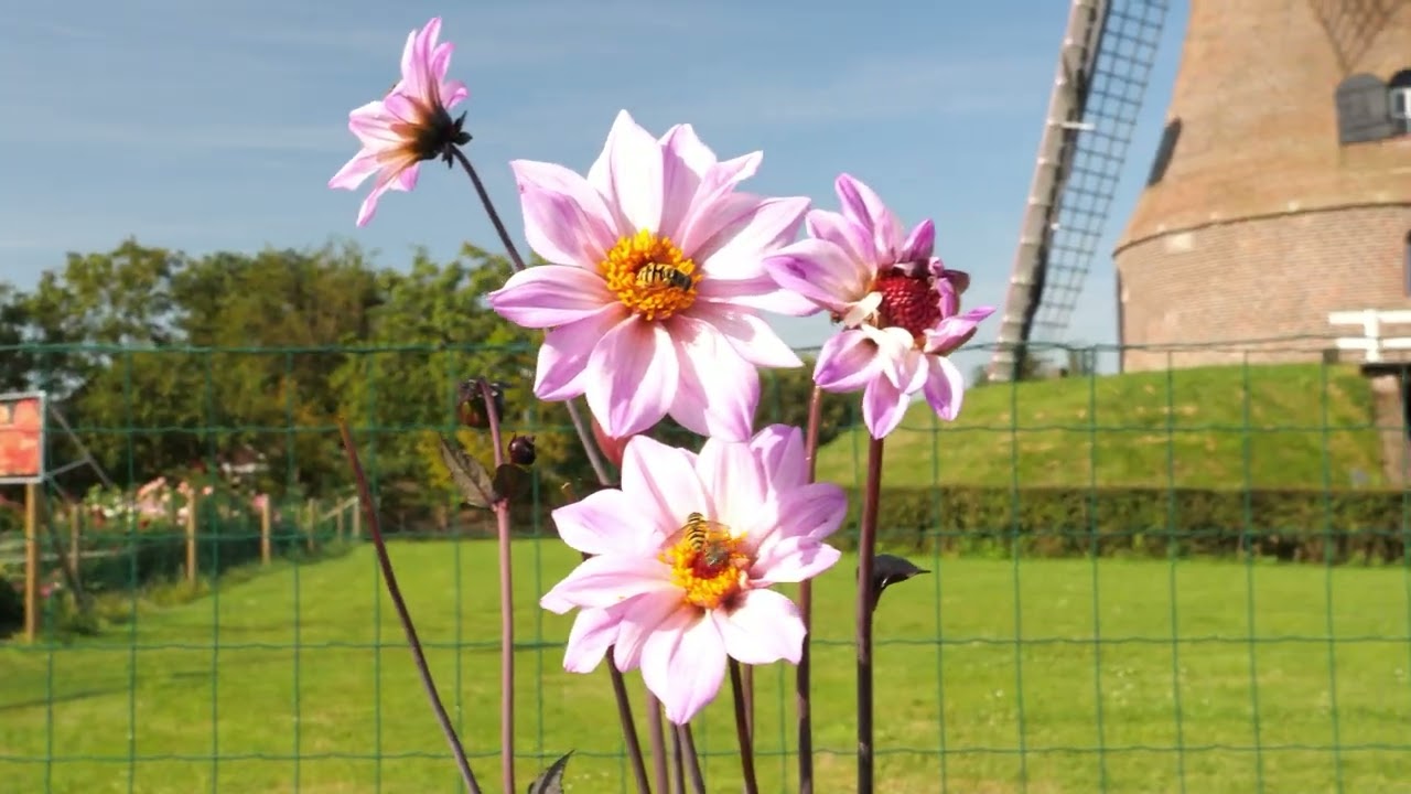 Dahlia Tuin te Rekken
