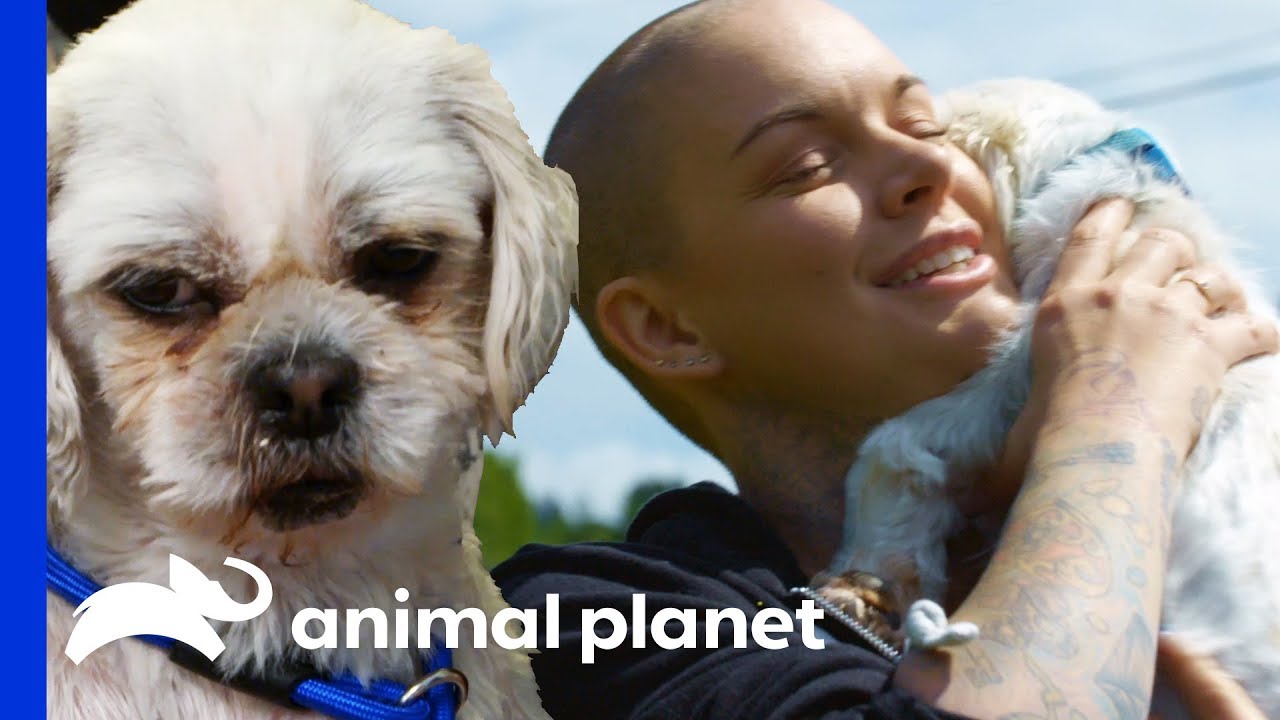 From Puppy Mill Breeding Dog To Beloved Pet! | Amanda To The Rescue