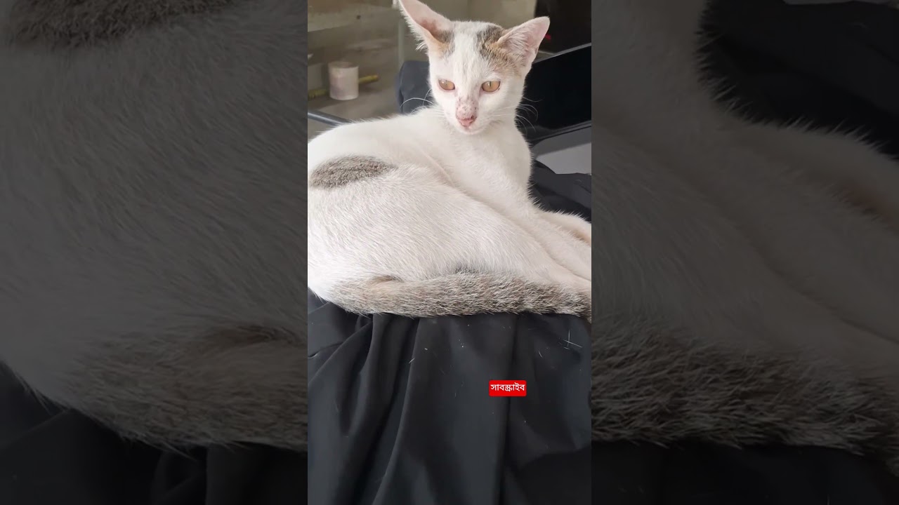 #অনেক ভেবেচিন্তে ডিসিশন নিলাম #foryou #catvideo #popular #trendingshorts #funny #comedy