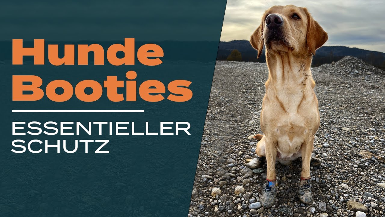 🐾 Pfotenschutz: Warum Booties unverzichtbar sind!🌞🏞️