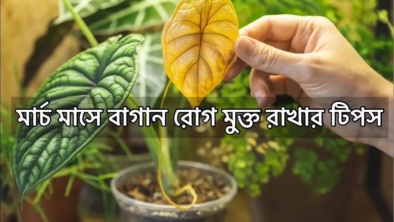 মার্চ মাসে সম্পূর্ণ বাগান রোগ মুক্ত রাখার সহজ টিপস। Indoor Gardening Tips & Tricks | plants Deasises