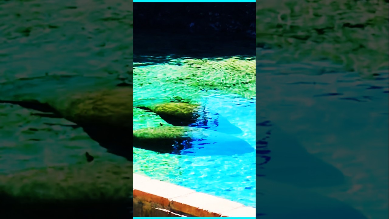 Florida Manatee 🎵 🎶