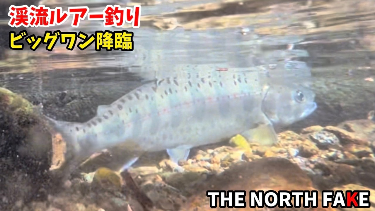 3年ぶりに訪れた渓流でビッグワン降臨‼️Vol 238