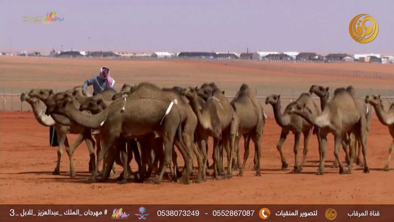 مشالع || ابل عبدالله العجمي  وابل فهد سعد السبيعي (طبع الإبل اليوم الأول)