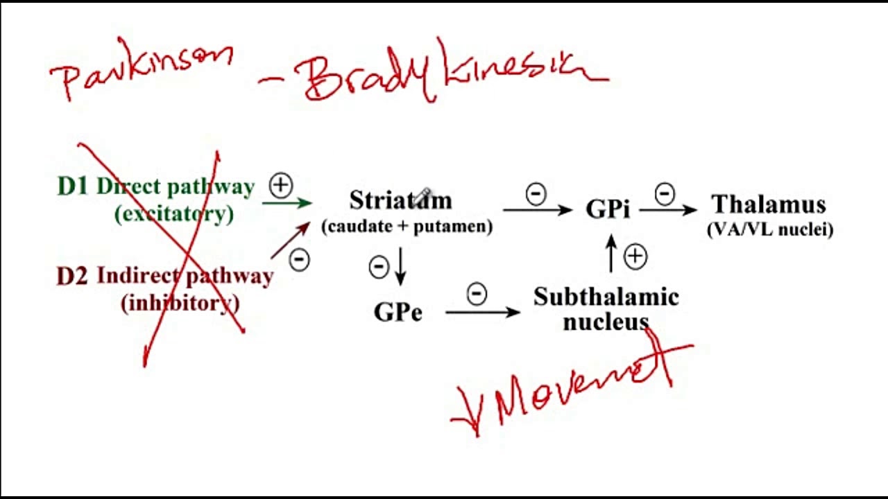 Basal ganglia, Parkinson, Huntington, and Hemibalismus - USMLE Step 1 - USMLE Ace