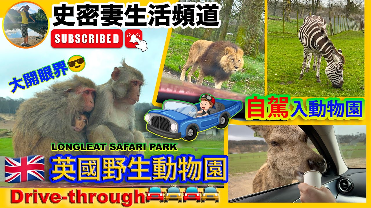 🇬🇧英國LONGLEAT Safari Park🐆🦓🐘Drive-through🚘🚖自駕進入野生動物園🐒非洲動物保護區💕超刺激🦁️森林之王（獅子）擦身而過😱英國西部必到景點🖼️