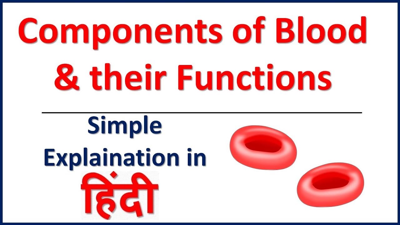 The Components of Blood and Their Functions | Bhushan Science
