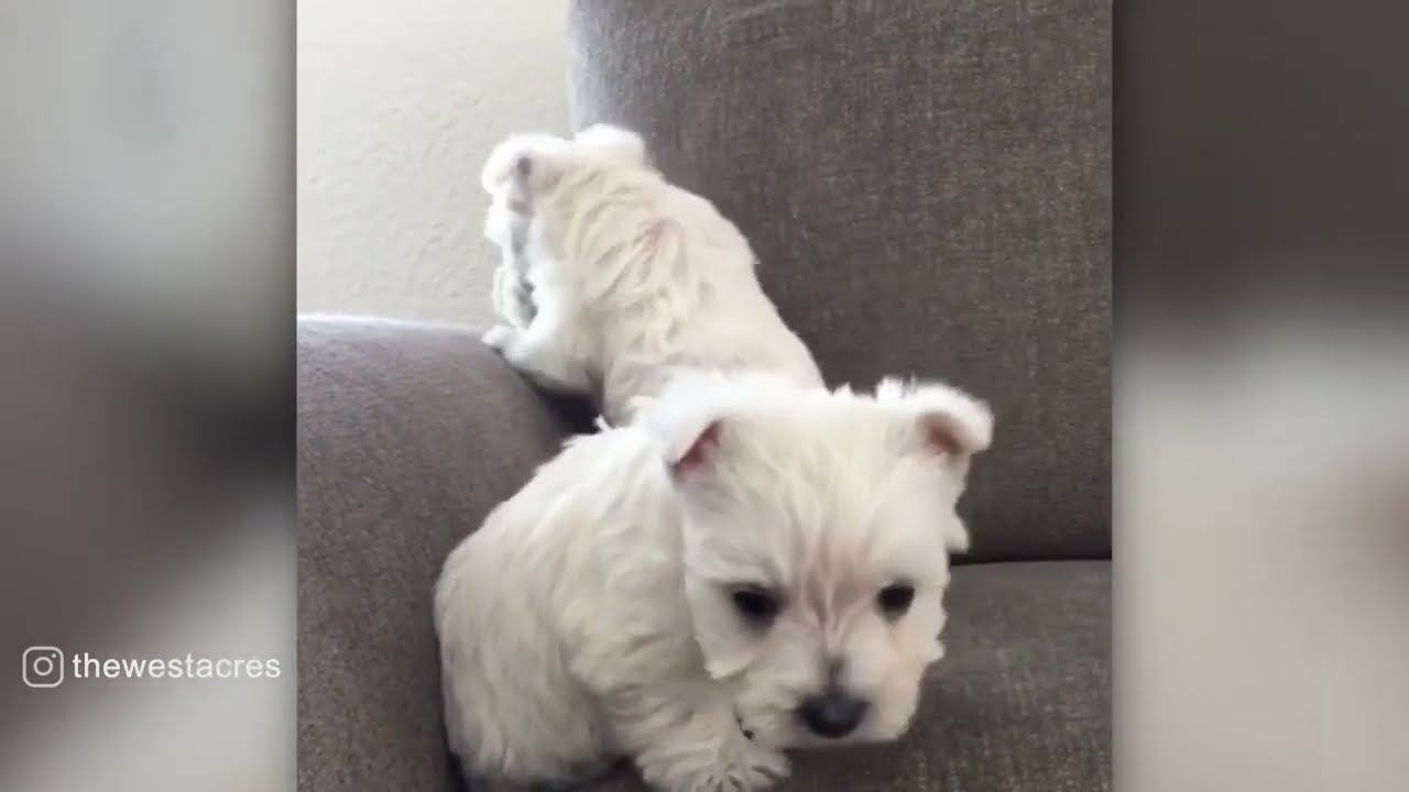 Fluffy Westie Puppies，Too cute !