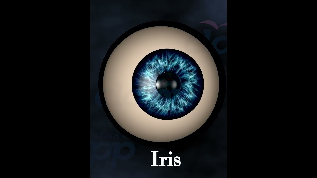 Human Eye Cornea and iris