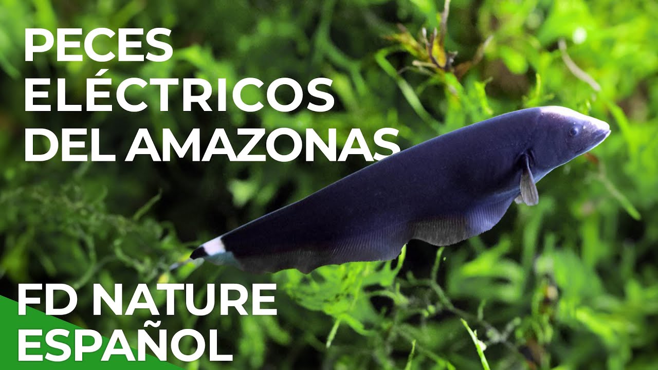 Peces eléctricos del Amazonas | Free Documentary Nature - Español