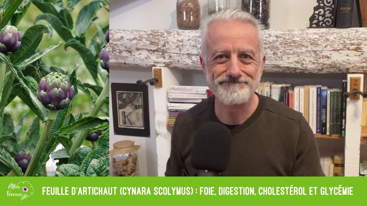 Feuille d'artichaut (Cynara scolymus) : Foie, digestion, cholest&eacute;rol et glyc&eacute;mie