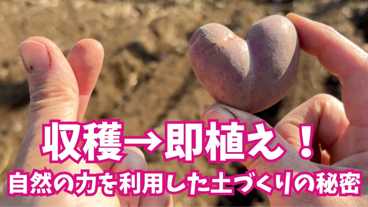 【#自然栽培】肥料も堆肥も入れない！耕耘してすぐ植える！ナチュベジ流「草生と栽培履歴」を活かした#ジャガイモ 栽培法【#土づくり】