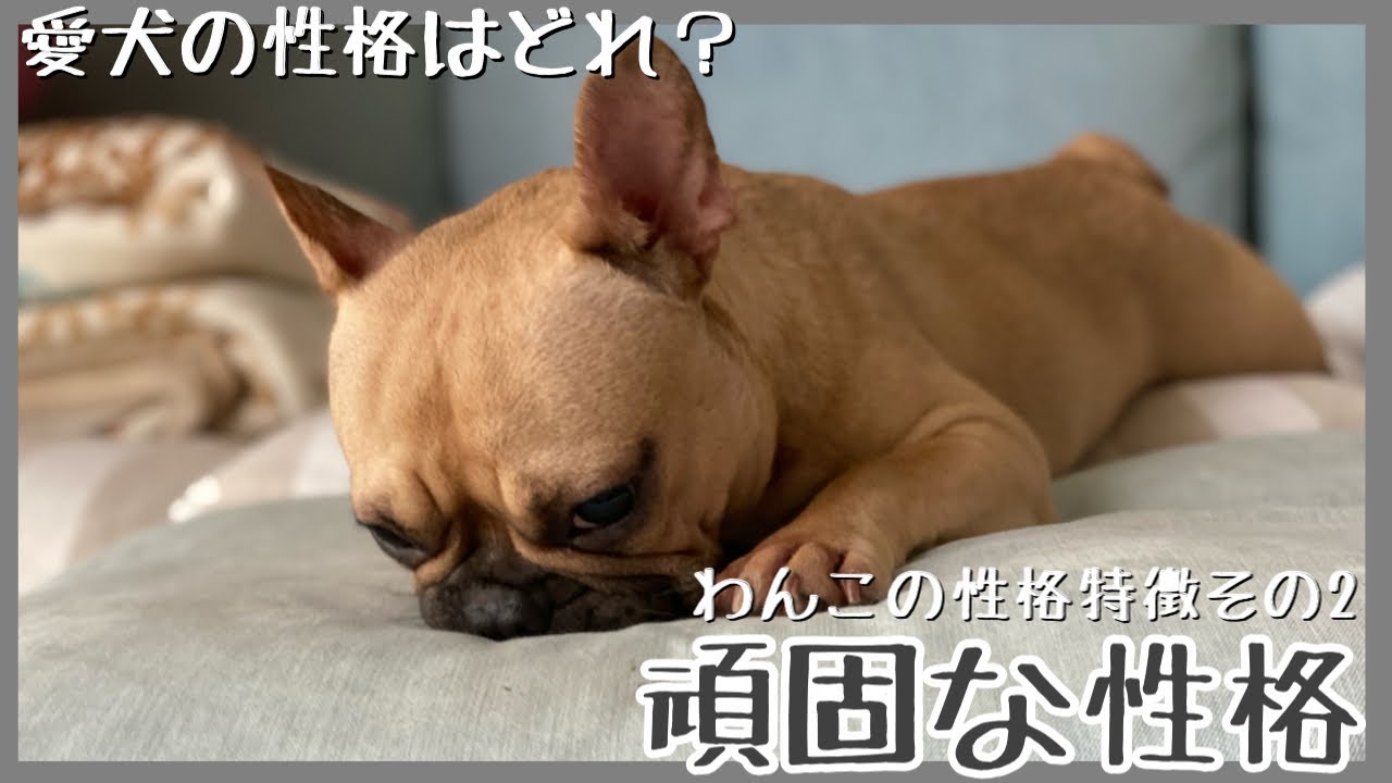 【性格タイプ】和犬や闘犬に多い